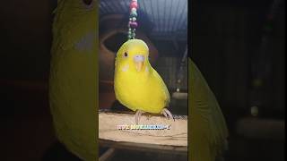 — 𝗕𝗲𝘀𝘁 Budgerigar Bird shortvideo birds vairalshort [upl. by Airym]