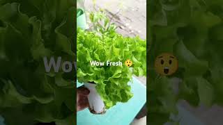 lettuce fresh healthyfood yummy readytoeat green [upl. by Clarita]