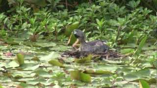 PiedBilled Grebe Calling From Nest [upl. by Notyalc491]