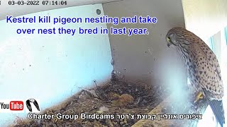 Wow DramaticWILD Kestrel Kills Pigeon Nestlings and Takes Over Nest quotViewer Discretion is Advised” [upl. by Egin]