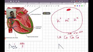 introduction to antiarrhythmic drugs [upl. by Nwavahs976]