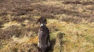 Grouse Hunting with young German Shorthaired Pointer [upl. by Cia]