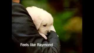 Raymond puppies [upl. by Cairns]