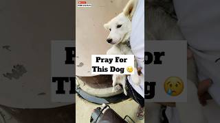 Pray For This Dog 😓  minivlog [upl. by Iaria]