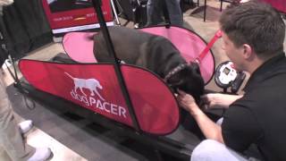 dogPACER dog Treadmill  all dogs LOVE it [upl. by Ahselef]