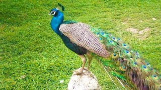 Peacock dance and peacock sound [upl. by Lynnette]