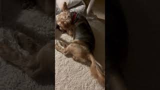 Funny Yorkie the tail while sleeping viralshorts yorkielovers baby likeshare subscribe [upl. by Ninette419]