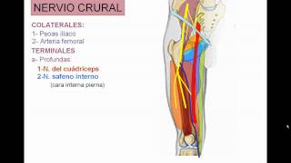 INERVACION DE MIEMBRO INFERIOR 4 [upl. by Sadye]