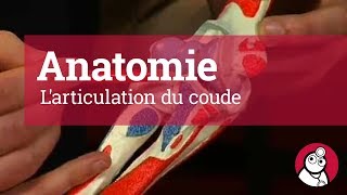 Anatomie Larticulation du coude [upl. by Lavona]