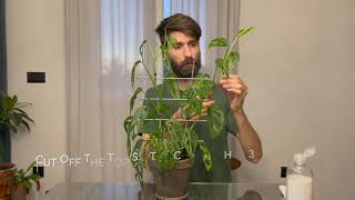 How to propagate monstera monkey leaf [upl. by Haldeman]