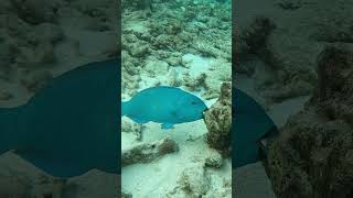 Scarus coeruleus blue parrotfish blauwe papegaai v fish scubadiving snorkeling travel scuba [upl. by Jerad]