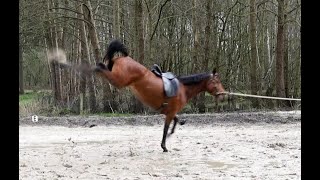 Headshaking durch Training behoben – Pferde Doku  Headshaker sind nicht unreitbar [upl. by Pampuch]