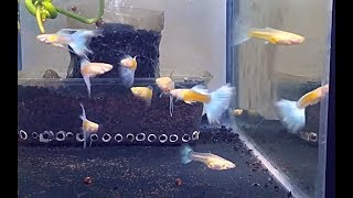 Guppy Albino Tuxedo  Topaz  Sky blue Taiwan ready stock 2019 [upl. by Crescen]