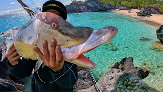 Catching A Giant Hogfish With Secret Bait [upl. by Scottie729]