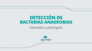 Detección de bacterias anaerobias  Clostridium perfringens [upl. by Halford366]