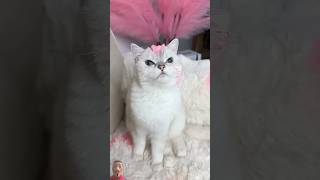 The cat responded with cake 😂cat pets funny shorts [upl. by Llednahc]