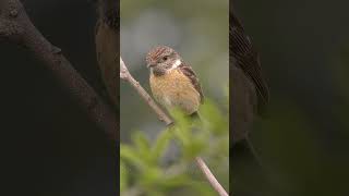 European Stonechat ♀  Schwarzkehlchen shorts [upl. by Asyla]