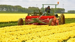 Fendt F 231 GT  Tulpen koppen  Topping tulips in Holland [upl. by Izmar]