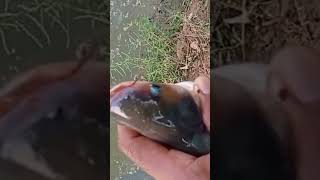 pangas fish Farming  Pangas [upl. by Dihahs]