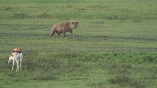 Hyena Gazelle and Flamingos  Safari Ngorongoro Crater Africa [upl. by Capp398]