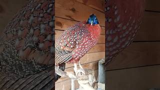 Bażant tragopan tyminek samiec i samica birds aviary aviarylife animals pheasant tragopan [upl. by Folberth94]