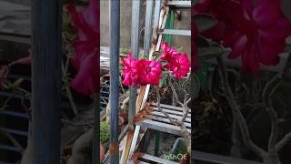 311024 My Adenium flower garden plant floweringplant [upl. by Yrrum]