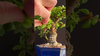 Pruning My ‘Crabapple’ Corkbark Dwarf Jade Bonsai [upl. by Nylireg]