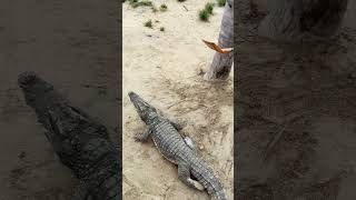 Safely Guiding a Crocodile Away for Egg Collection [upl. by Matheson]