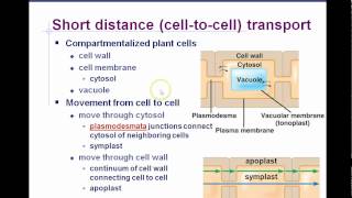 AP Biology Chapter 36 Plant Transport Part 1 [upl. by Htinnek191]