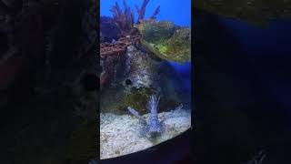 Lionfish Manila Ocean Park  Gree Vlogs [upl. by Labanna]