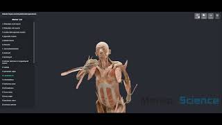 Digital Whole Body Plastination Specimen [upl. by Neelia]