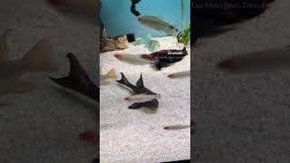 pleco L50 hypostomus trending fish aquarium music fishing shortvideo comedy animals tv [upl. by Athena]