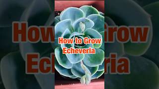 How to Grow Echeveria Plants 🪴echeveria [upl. by Inahs]