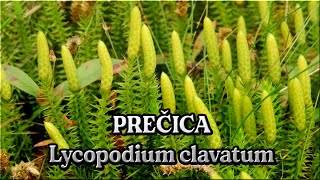 PREČICA Lycopodium clavatum  Lekovito bilje  Marija Treben [upl. by Ajaj]