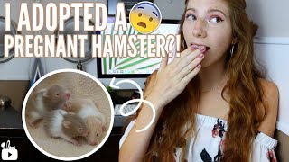 I ADOPTED A PREGNANT HAMSTER 😱 Meet Honey amp the babies [upl. by Geordie]