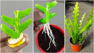 Grow Fishbone Cactus Plant From Fishbone Cactus Branch  surprised to learn this technique [upl. by Vani810]