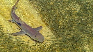 Lemon Sharks Hunting in Shallow Water  BBC Earth [upl. by Viccora865]