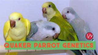 Quaker Parrot Genetics  Breeding Combinations [upl. by Blondie752]