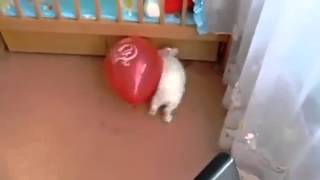 Rabbit pops balloon scares itself to death [upl. by Fahy]