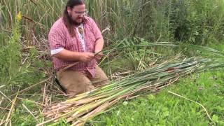 Harvesting Cattail Leaves [upl. by Anaeerb]