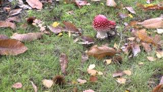 Paddenstoelen in Nederland 03 [upl. by Nosrettap]