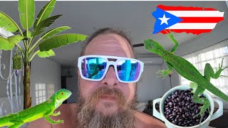 Growing plantains cooking Cuban black beans amp catching baby iguanas in Puerto Rico ￼￼ [upl. by Cornish616]