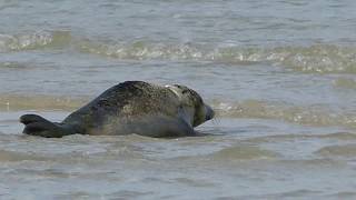 Junger Seehund auf Sylt Young Seal at Sylt beach North Sea [upl. by Layod]