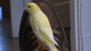 Canary Flying around the house  Super Hand Tame [upl. by Raimundo102]