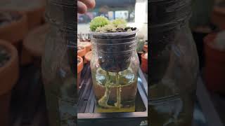 Wicking setups for cacti and carnivores cactus pinguicula [upl. by Nadnerb118]