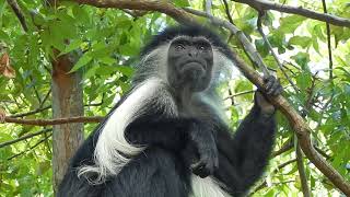 COLOBUS MONKEY IN DIANI [upl. by Kciv185]