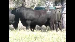 Texas Angus QLD Bulls to sell at Triple B Brangus Bull Sale [upl. by Elsbeth]