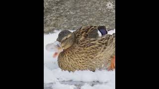 Mallards can be so smart 😲 [upl. by Ruomyes]