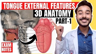 Tongue Anatomy 3D  anatomy of tongue external features  external features of tongue anatomy [upl. by Leay247]