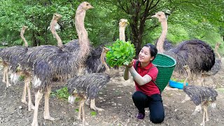 Raising a flock of Ostrich  Cook the whole Ostrich  Ella Daily Life [upl. by Azar]